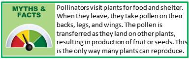 How Pollination Works