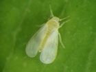 whitefly