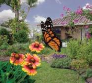 Local House with Florida-Friendly Landscaping and Butterfly