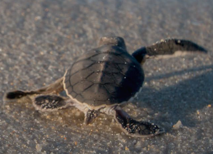 Sea Turtle Thumbnail