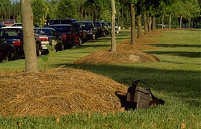 mounded planting