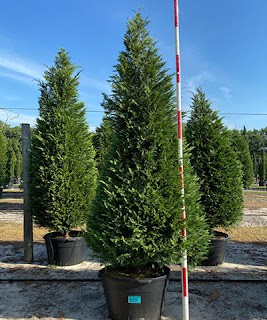 Leyland Cypress