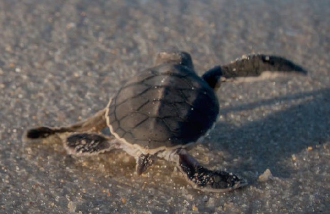 Sea turtle thumbnail